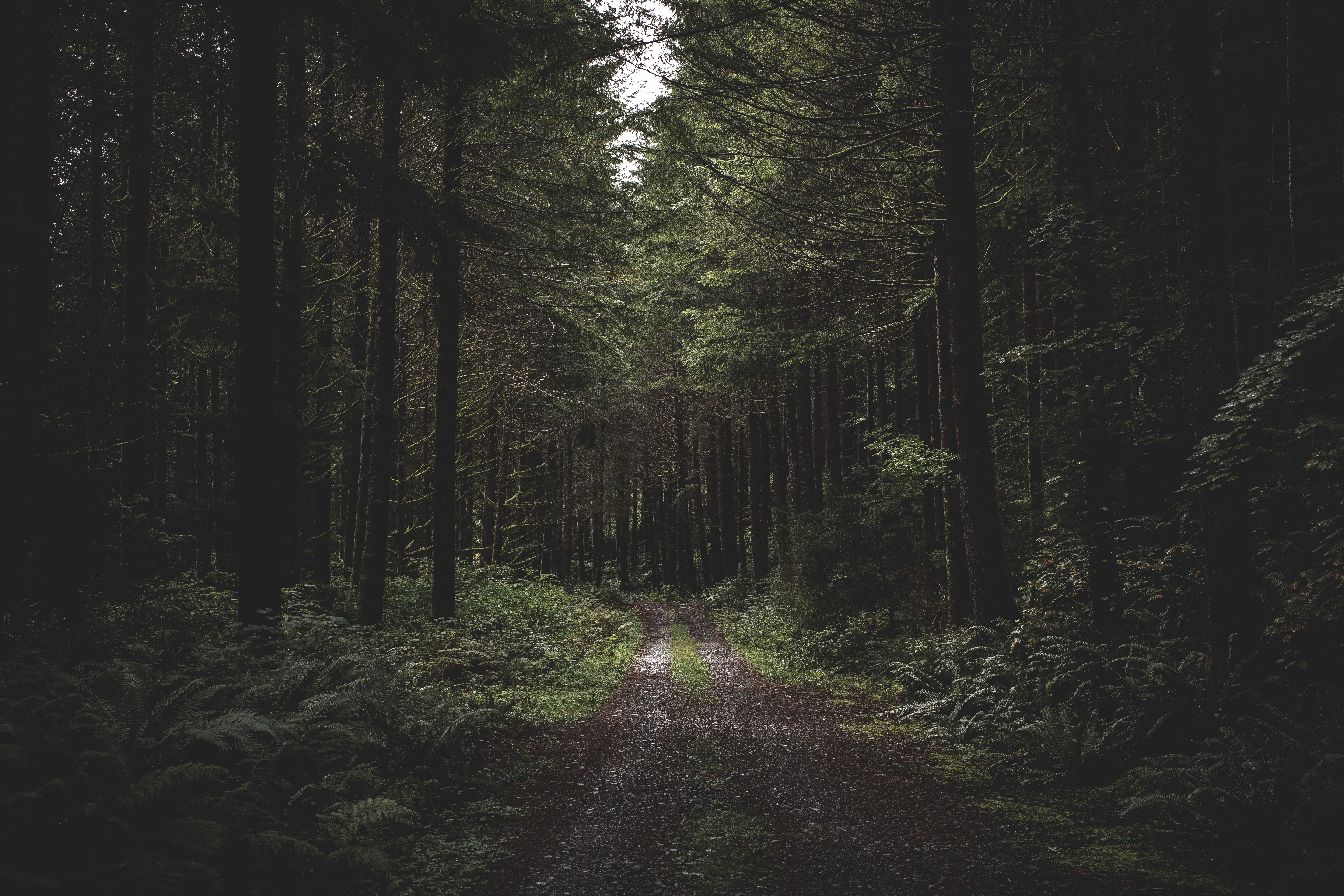 Bosque