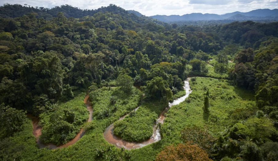 Selva