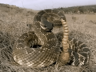 Serpiente de Cascabel