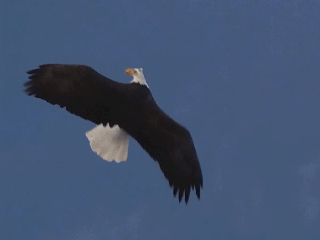 aguila