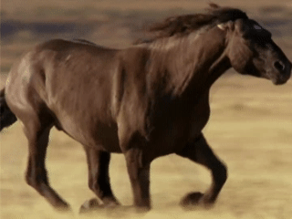 Caballo
