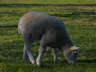 Cabra