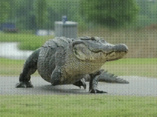 Caiman