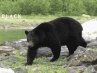 Oso Negro