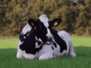 Vaca